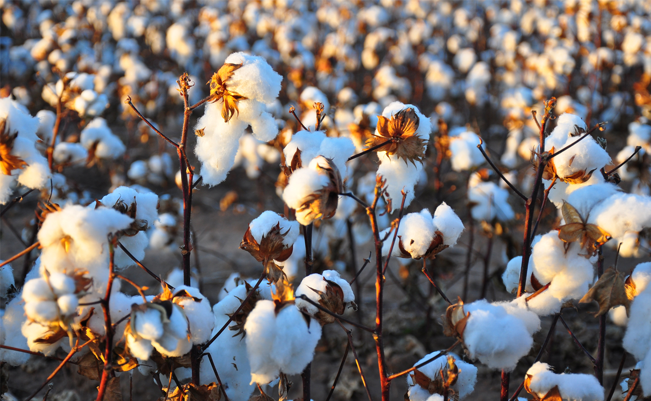 Cotton