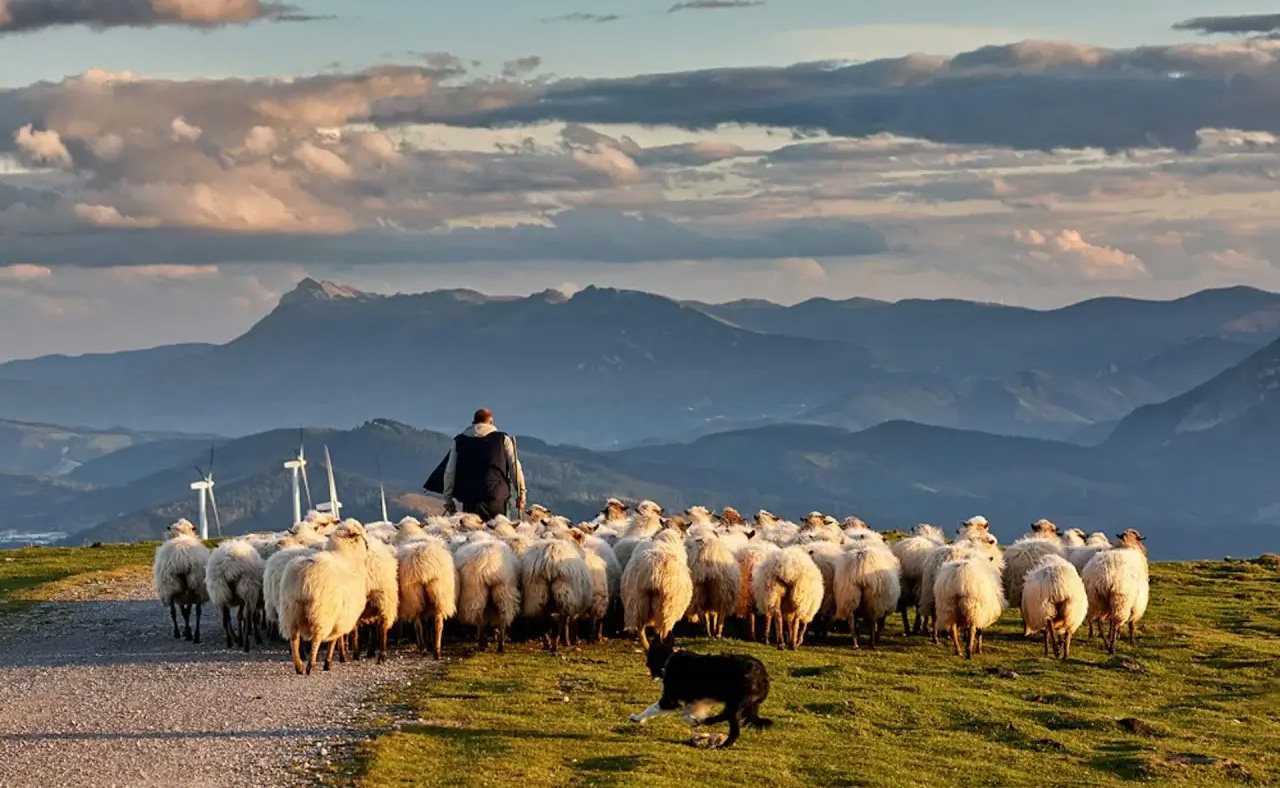 Mongolia sheeps