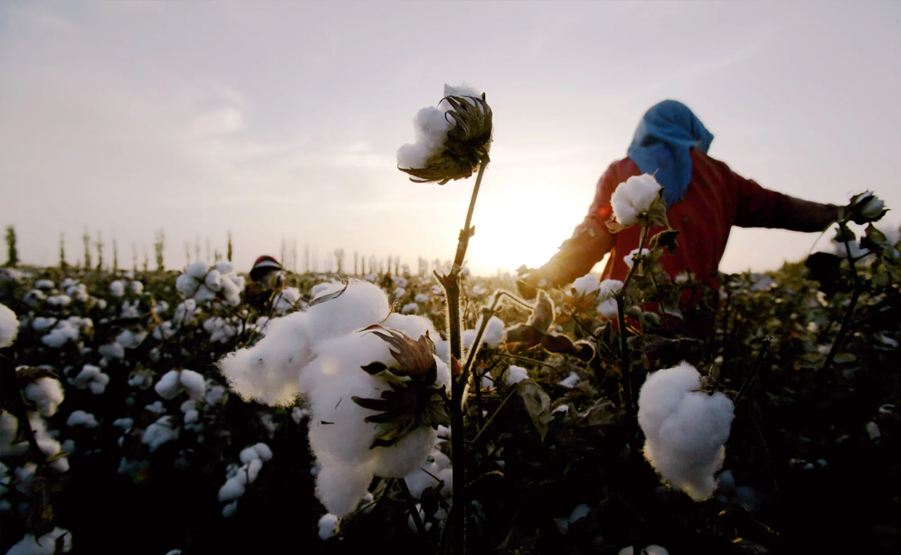 Cotton