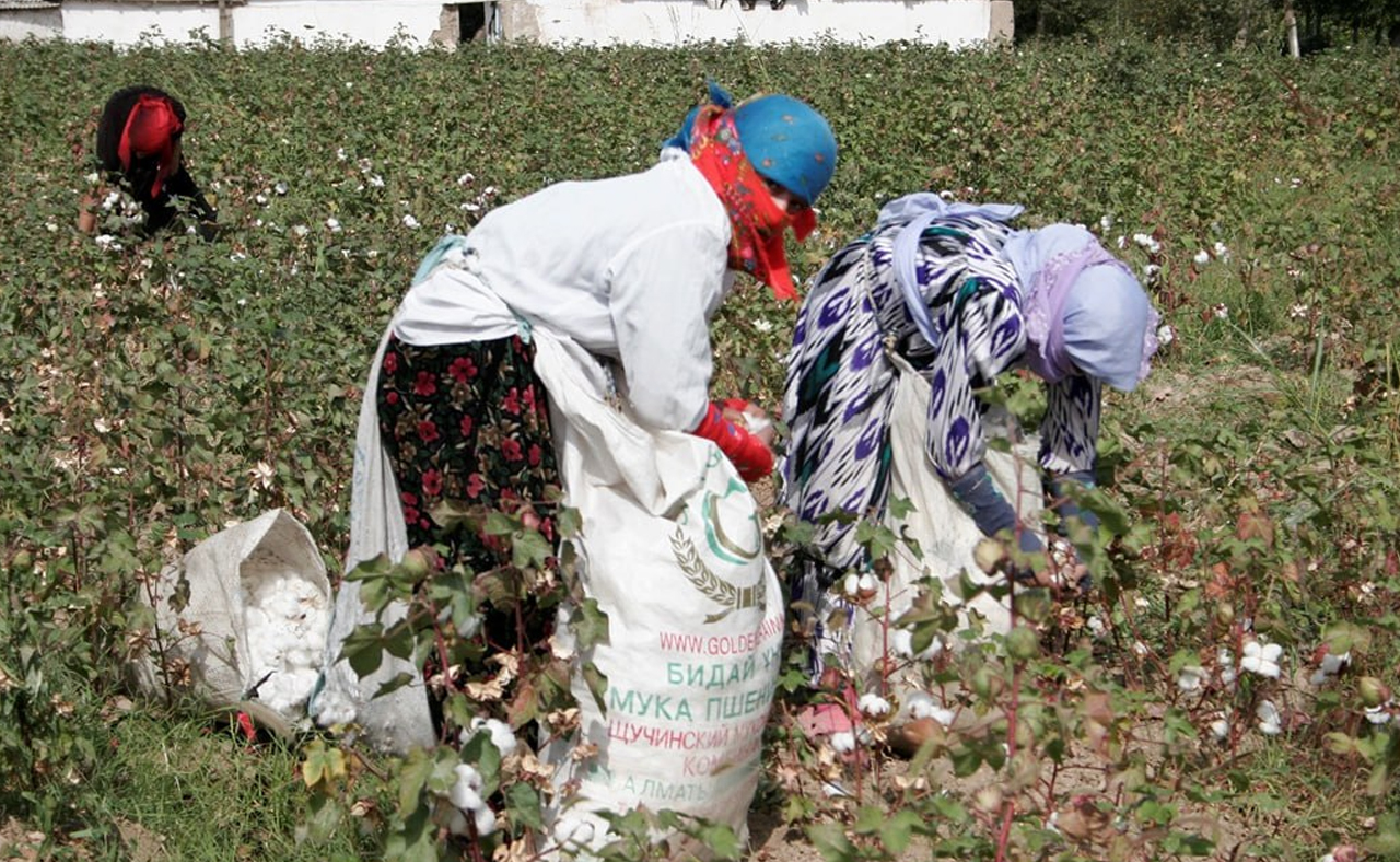 Tajik cotton